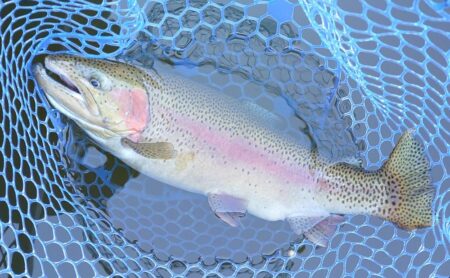 かっこいい魚がいっぱい ～岡崎トラウトポンド～